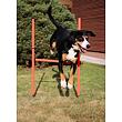 Dog Trainer agility překážky pro psy