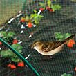 Anti Bird 4.5 síť proti ptákům zelená