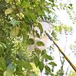 Telescopic Fruit Picker 6M česač ovoce