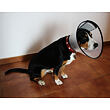 Anti Bite Collar ochranný límec pro psy