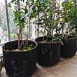 Grow Bag 114L textilní květináč
