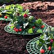 Strawberry Stand 30 stojan na jahody